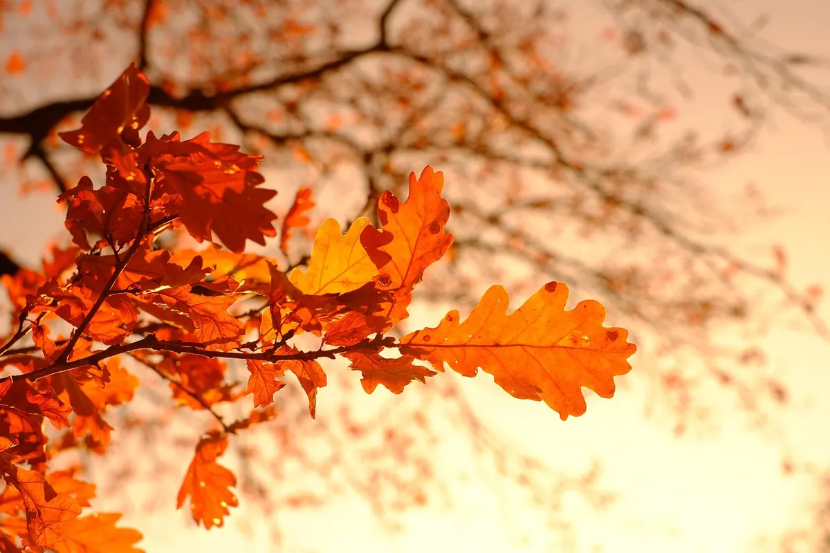 Seasonal Double-Decker Bus Rides: What to Expect in Spring, Summer, Fall, and Winter
